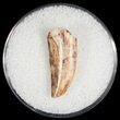 Large Raptor Tooth From Morocco - #7426-1